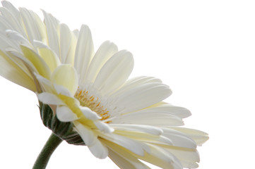 Gerbera