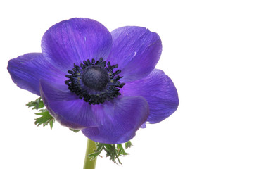 Anemone
