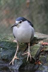 Vogel auf Stein