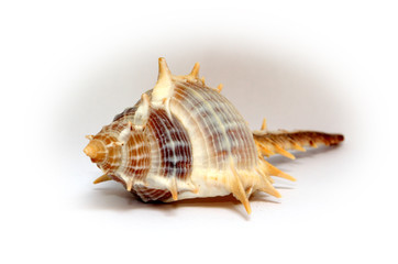 Seashell