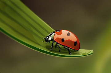 marienkäfer © Tetastock
