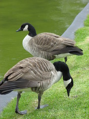 canards