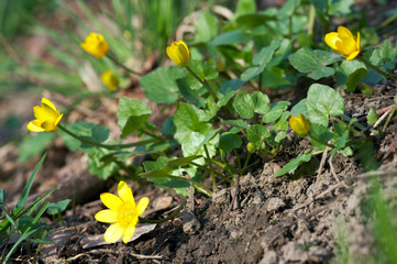 Yellow flowers