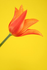 orange tulip on the yellow background