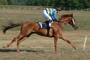 Jeune cheval au galop