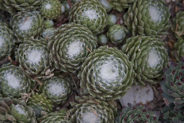 Webbed Round Succulents
