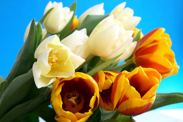 	Tulips