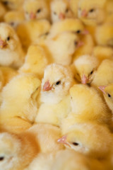 Yellow chickens © terex