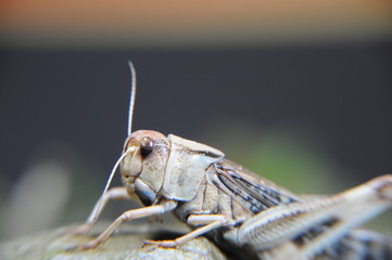 heschrecke