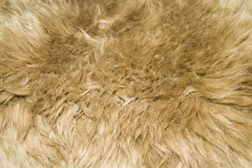 fur texture