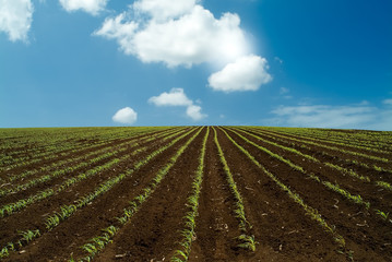 Fototapeta na wymiar Młody pole kukurydzy