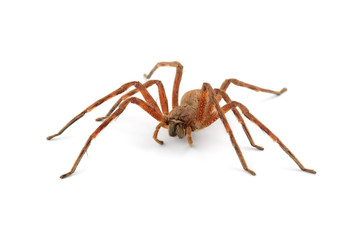 Rain spider on white