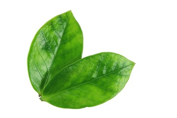 Green leaf on white background - 7252105