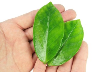 Two green leaf on hands