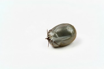 Tick on white background