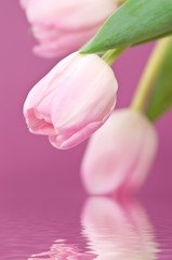 Tulips and water