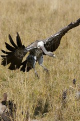 African Vultures