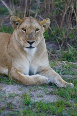 Fototapeta na wymiar African Lions
