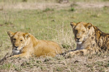 African Lions