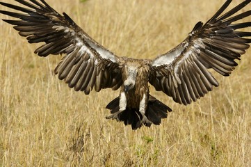 African Vultures