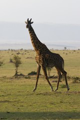 African Giraffes