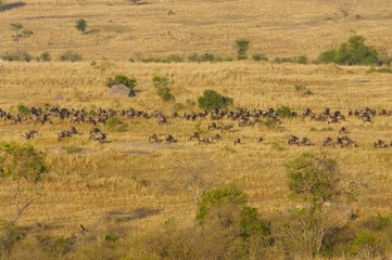 Fototapeta na wymiar African Wildebeest