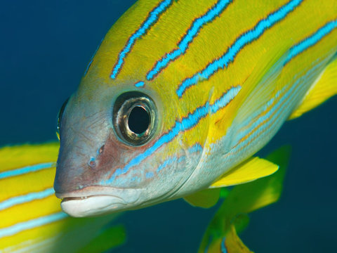 Schnapper