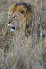 African Lions