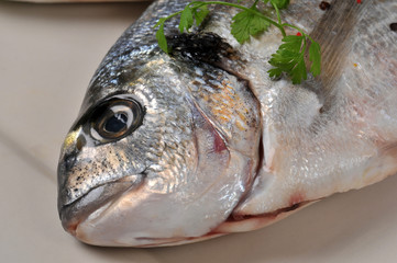 dorade