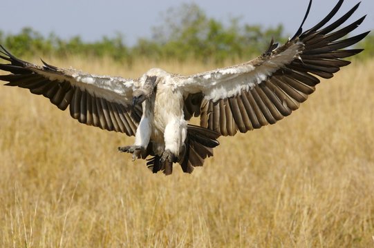 African Vultures