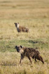 African Hyena