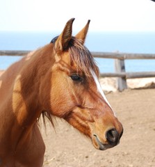 eye and eyelash horses