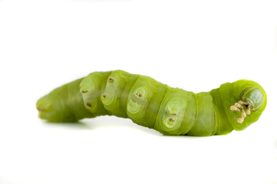 nocturnal butterfly catterpillar