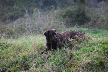 chocolate labrador lying in the grass