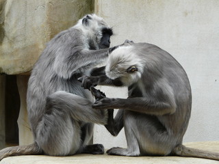 singes s'épouillant