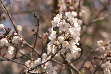 Cherry Blossoms in Tree