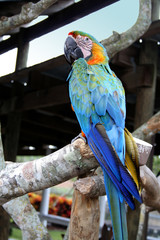 Colorful Bird