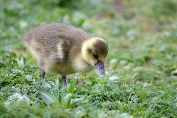 Gänse auf der Alster