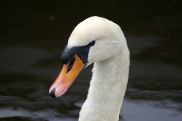 Obraz premium Schwan auf der Alster