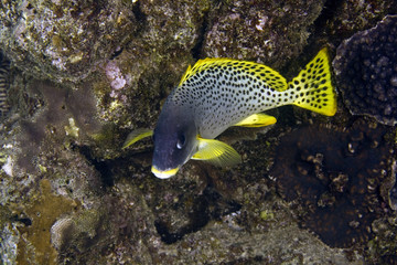 blackspotted grunt (plectorhinchus gaterinus)