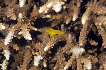 citron coral goby (gobiodon citrinus)