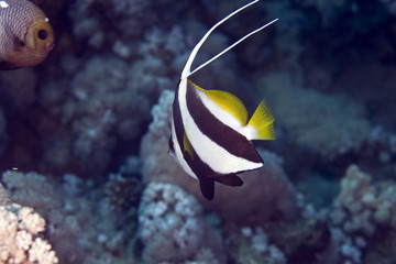 Fototapeta na wymiar Longfin bannerfish (heniochus acuminatus)