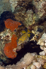 Naklejka na ściany i meble żółty boxfish (ostracion cubicus)