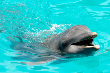 Obrazy na Szkle  Szczęśliwy uśmiechnięty delfin