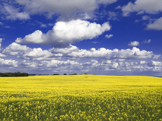 Obraz premium A field full of Rape flowers