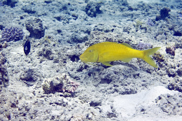 yellowsaddle goatfish (parupeneus cyclostomus)