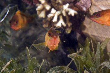 Blacktip grouper juv. (Epinephelus fasciatus)