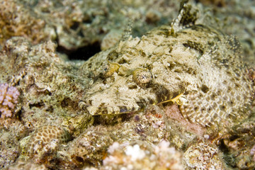 indean ocean crocodilefish (papilloculiceps longiceps)