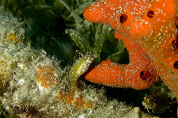 highfin fang blenny (petroscirtes mitratus) and a red sponge 
