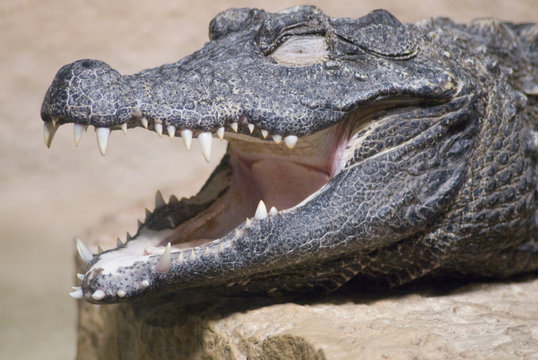 Closeup of a Crocodile